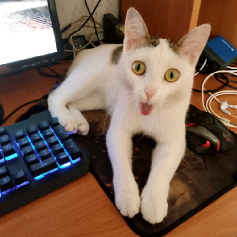 Avatar